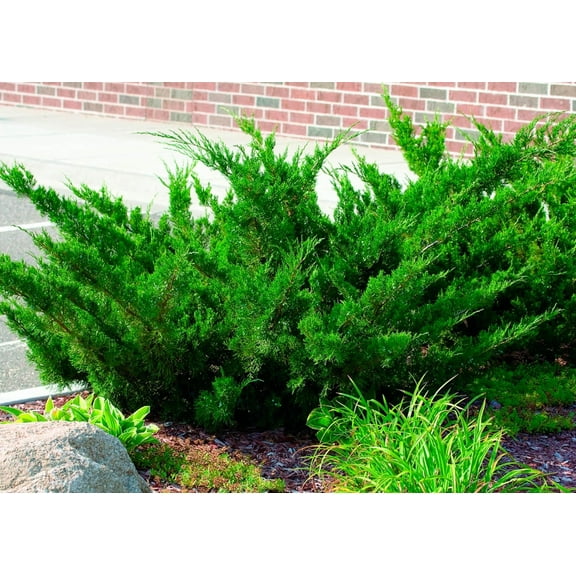 Sea Green Juniper - Live Evergreen Shrub for Landscaping, Hedges & Containers, 3-4 ft - Drought & Deer Resistant, Zone 4-9  3 Gallon