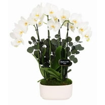 From You Flowers - Thinking of You White Orchid Duo for Birthday, Anniversary, Get Well, Congratulations, Thank You, All Occasions