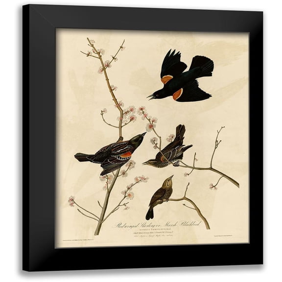 Vintage Apple Collection 12x14 Black Modern Framed Museum Art Print Titled - Redwinged Starling