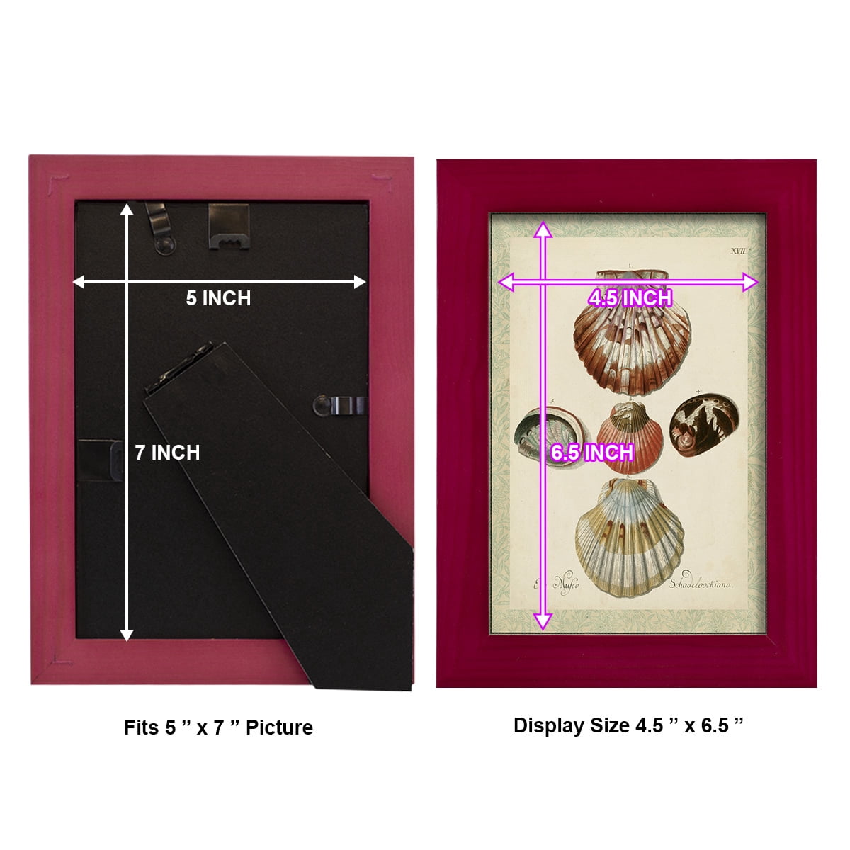 Bookplate Shells III - Framed Print w/glass - Cherry Red
