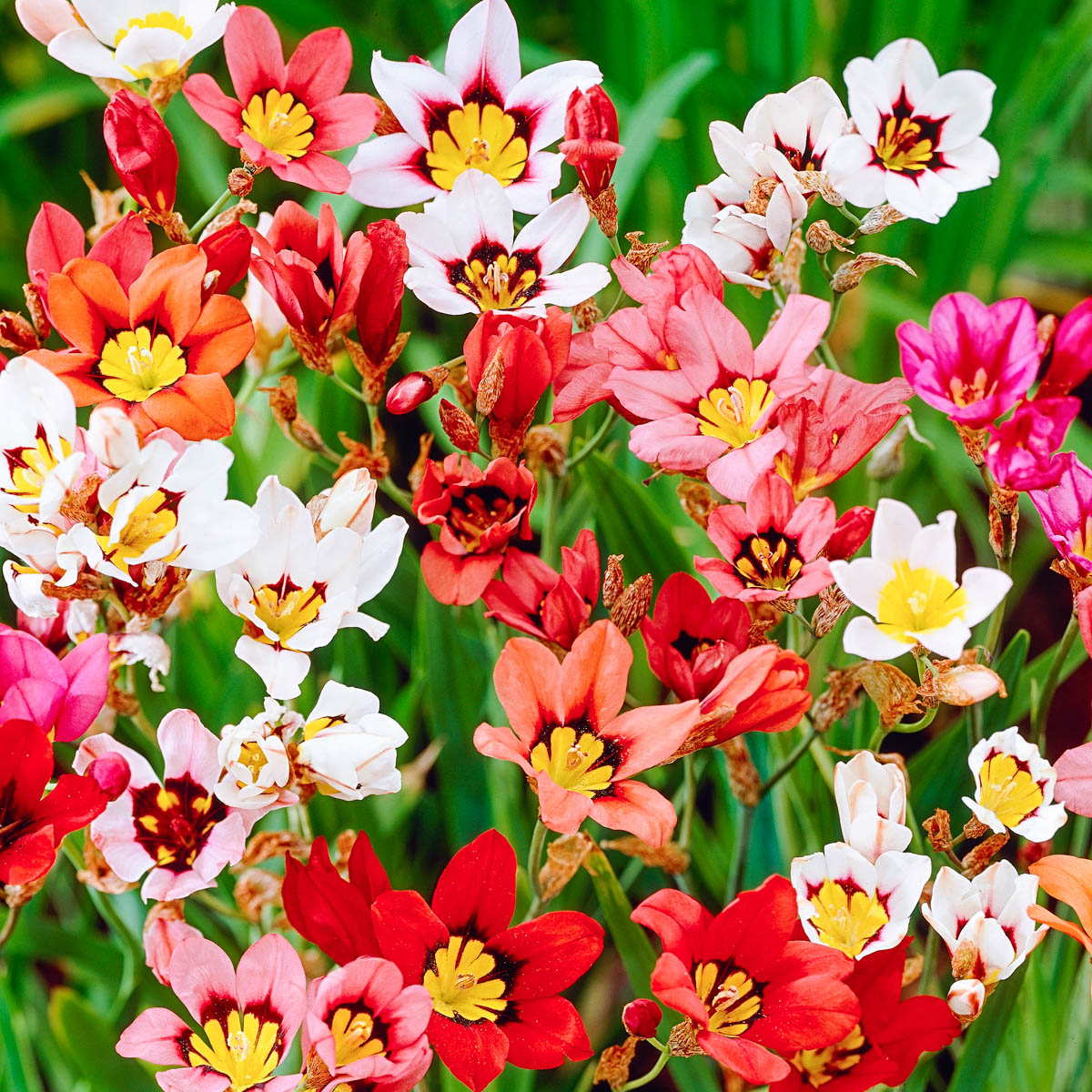 Harlequin (Sparaxis) Flowering Bulb Mixture Dormant Flowering Bulbs (25