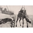 thumbnail image 2 of Posterazzi DPI1855307 Transferring Camel From Ship To Land In Persian Gulf 1915 From The War Poster Print, 18 x 12, 2 of 4
