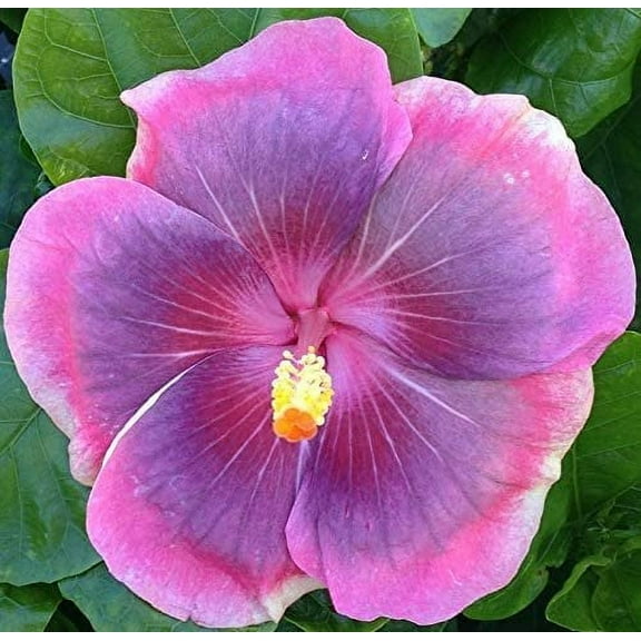 Hibiscus Cajun Color City Slicker, Starter Plant
