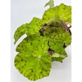 thumbnail image 5 of Harmony's Ray Glow, Green Begonia Rex, 4 inch Painted-Leaf Begonia, Variegated, 5 of 8