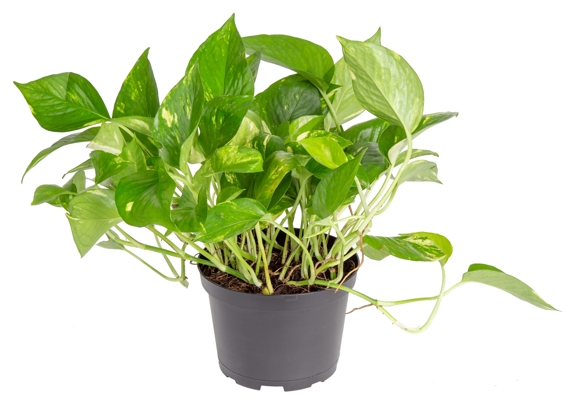 Expert Gardener Live Indoor 15in. Tall Green Devil's Ivy Plant, Indirect Sunlight, in 7in. Grower Pot - image 2 of 5