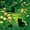 Green Black 02, variant on Manfei Magical Owl Queen Bedding, Cartoon Galaxy Stars Bedding Comforter Set Queen, Navy, Stars Reversible, 7 Pieces