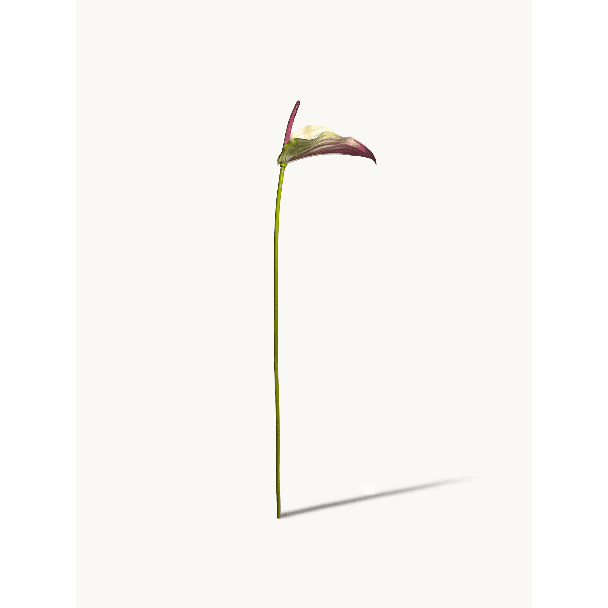 Amaranton 28" Realistic Anthurium with Spadix - Purple   5pcs Artificial Flowers Bouquet for Gift Home Decor Indoor Outdoor Anthurium flower Fake Floral Arrangements