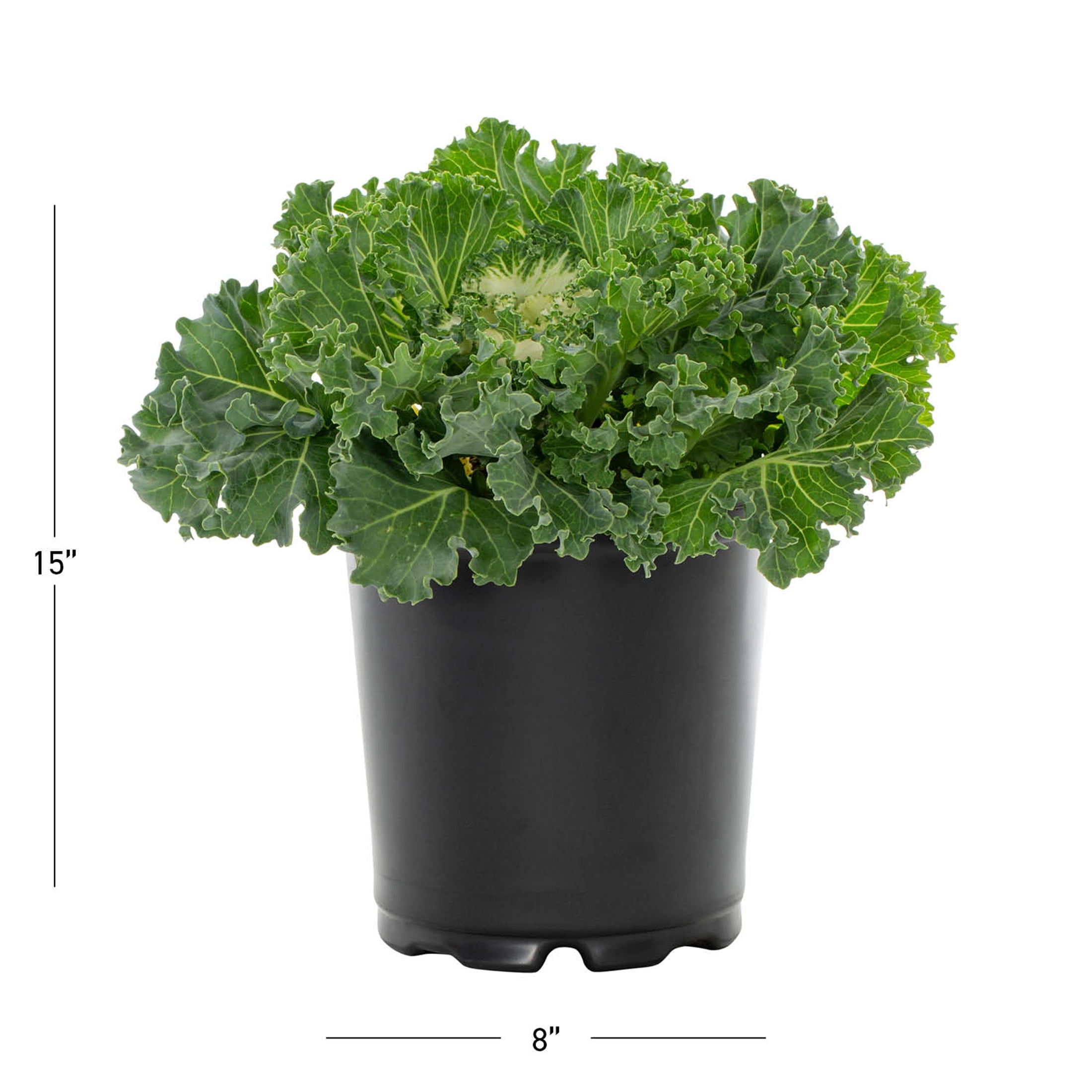 Expert Gardener 12" White Ornamental Kale Live Plants in Grower Pots (2 Count)