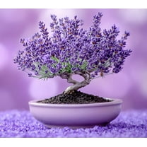 100 Lavender Bonsai Tree Seeds for Planting