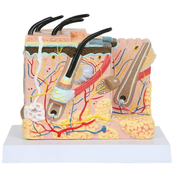 Anatomy Lab Skin and Hair Block Anatomy Model