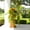 Yellow, variant on Nearly Natural UV-Resistant Outdoor Artificial Hibiscus Hanging Plant - 41" - Purple - Set of 2