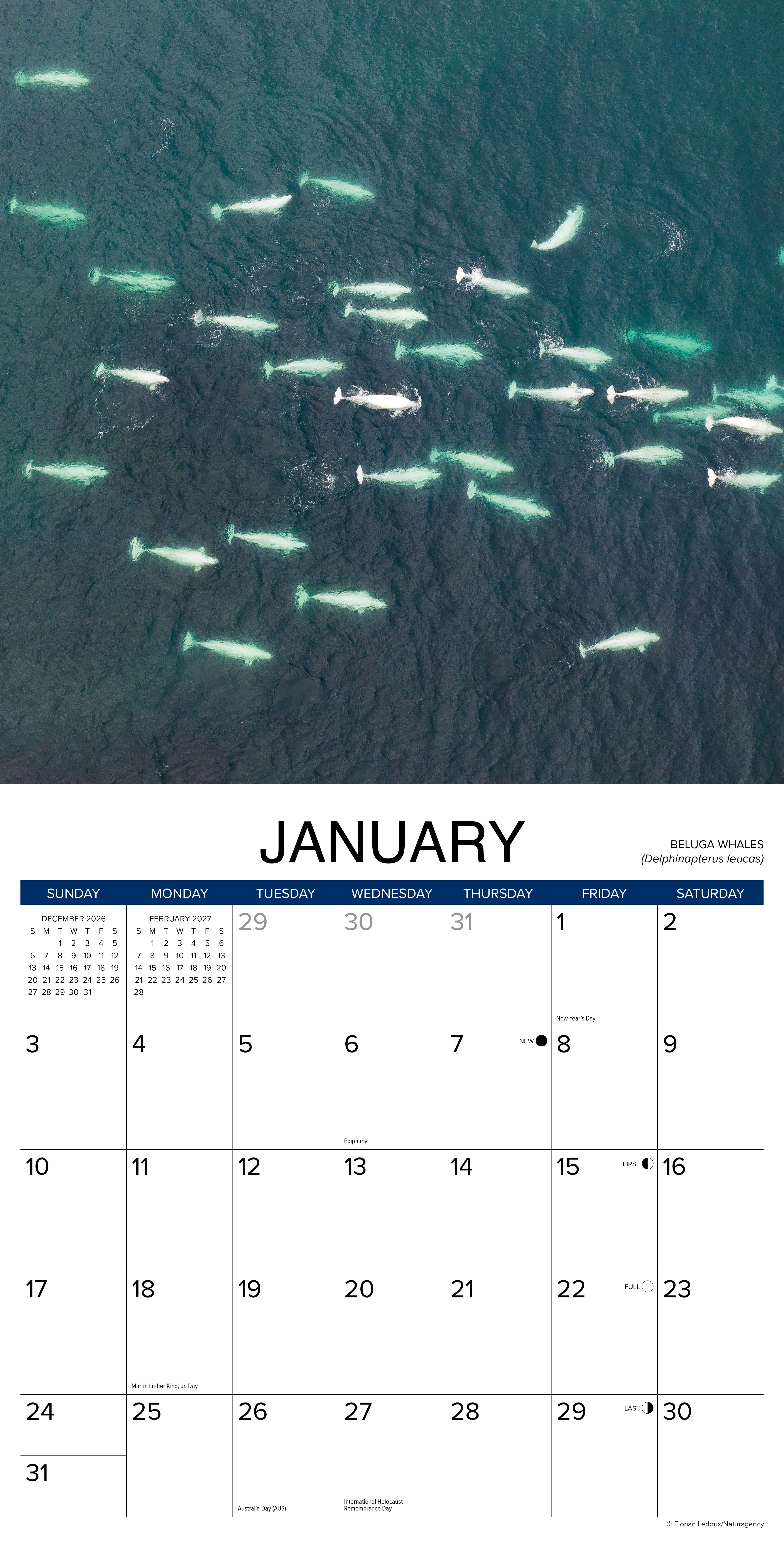Willow Creek Press, Whales 2027 Wall Calendar