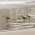 thumbnail image 2 of Drury, Trish 12x12 Gold Ornate Wood Framed with Double Matting Museum Art Print Titled - USA CA Pismo Beach Whimbrels, 2 of 4