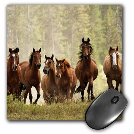3dRose Horses cresting small hill during roundup, Montana - US27 AJE0036 - Adam Jones, Mouse Pad, 8 by 8 inches