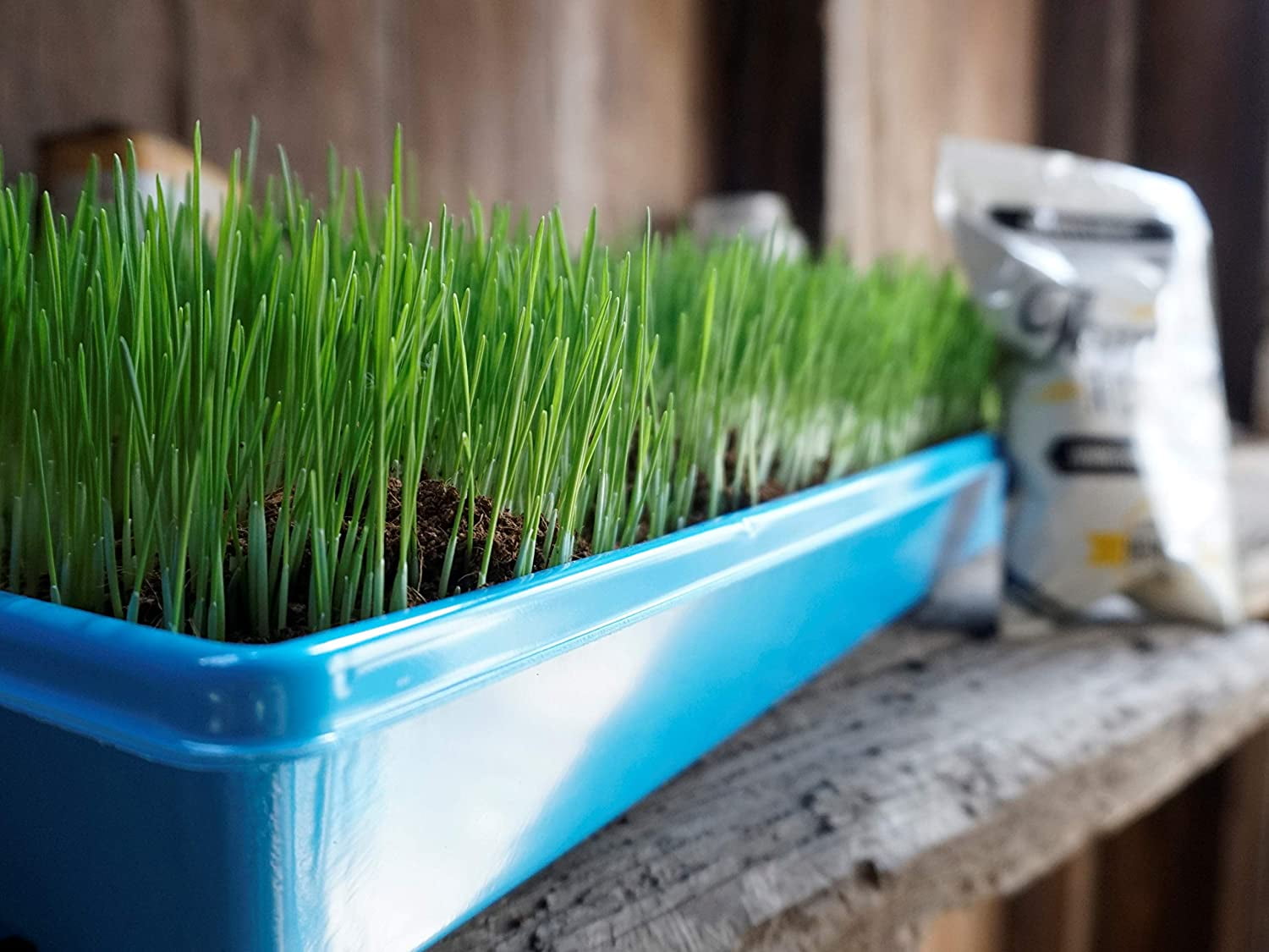 Non-GMO, Thunder Acres Premium Wheat Seed, Cat Grass Seed, Wheatgrass