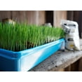 thumbnail image 2 of Non-GMO, Thunder Acres Premium Wheat Seed, Cat Grass Seed, Wheatgrass, Hard Red Winter Wheat, 2 of 9