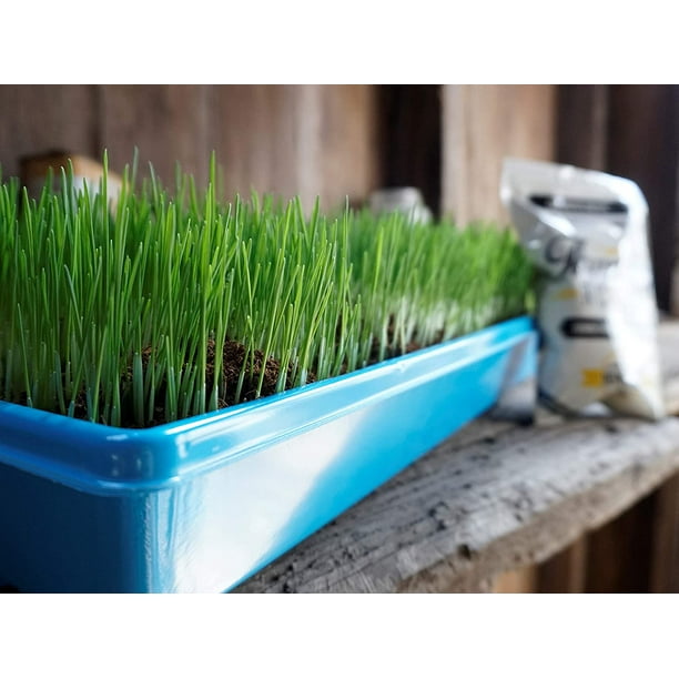 Seeding Bahiagrass Pastures