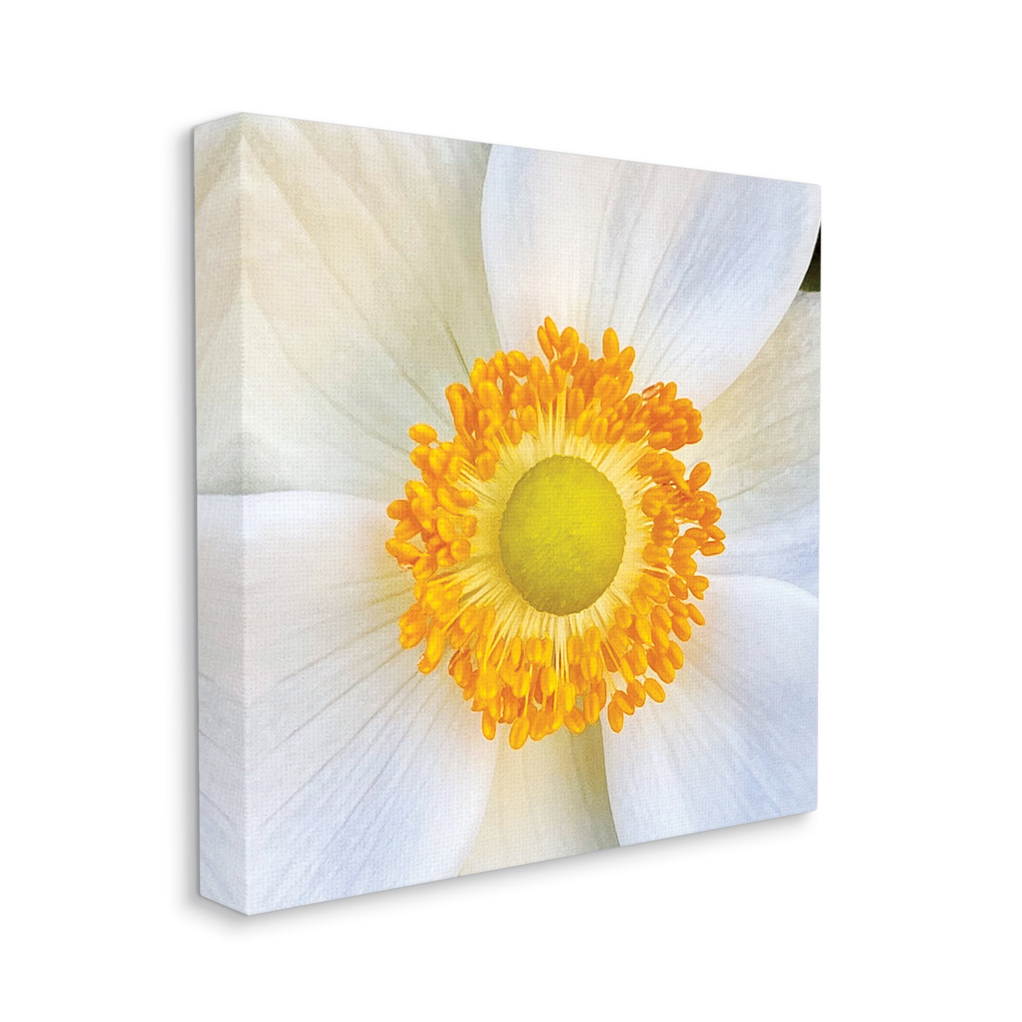 Stupell Industries White Flower Close Up Botanical & Floral Photography Gallery Wrapped Canvas Art Print Wall Art, 36 x 36
