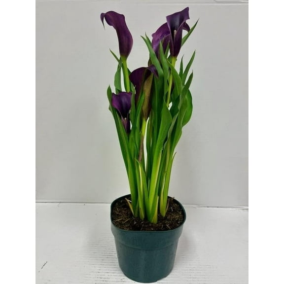 Live 6" Purple Calla Lily