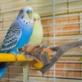 thumbnail image 2 of Parrot Perch Stand Natural Wood Bird Perch Bird Stand Platform Toy Parrot Grinding Claw Stick, 2 of 9