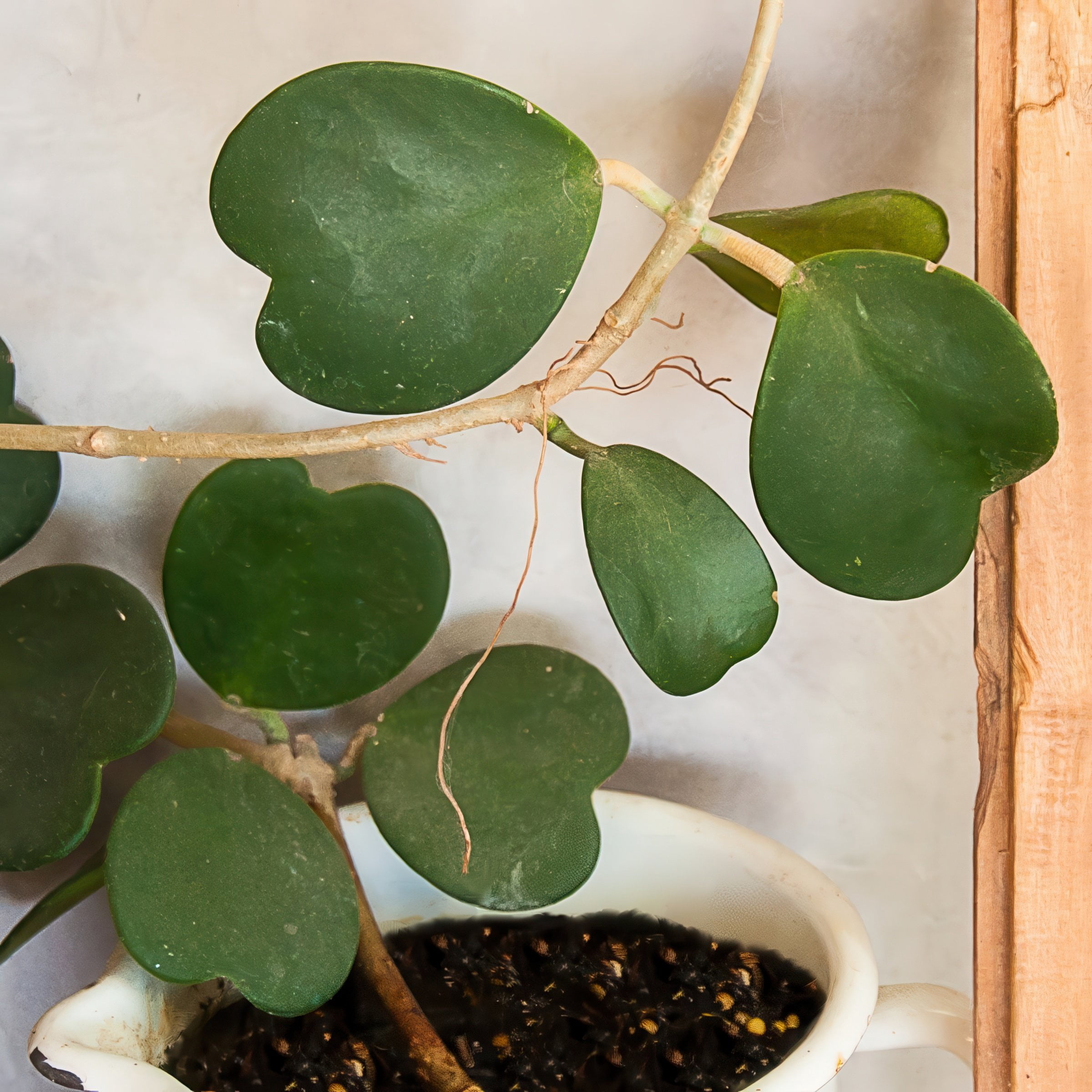 4 in. Hoya Kerri Heart Plant in Grower Container (3-Pack)