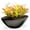 Black, variant on 7.5 in. Succulent in Ceramic Pot