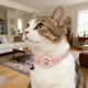 thumbnail image 4 of Collar inteligente para gatos con localizador electrónico «Find My», compatible con seguimiento en tiempo real, de silicona, ligero y ajustable para gatos pequeños y medianos, 4 of 6