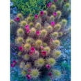 thumbnail image 3 of Knoble 15x18 Black Modern Framed Museum Art Print Titled - Cactus Blooms I, 3 of 5