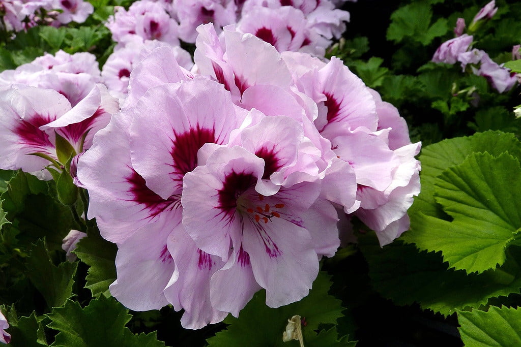 Martha Washington Regal Geranium Pelargonium 6" Pot Grow Indoors