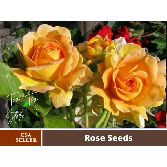 30 Seeds| Honey Perfume Floribunda Rose Seeds#1107 | Seeds, Herbal Seeds, Flower Seeds, No GMO , Mixed Seed, Chinese Seeds