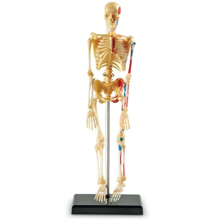 skeleton squelette scheletro humain umano esqueleto uman sablon schelet apprentissage piese ressources sanguini nervi cervello tectake learningresources staples eurekakids muscles