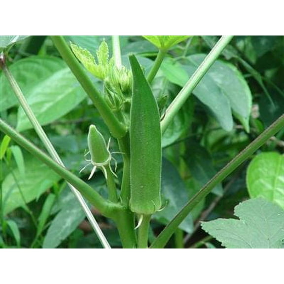 Okra Seed Clemson Spineless - 1 Lb.