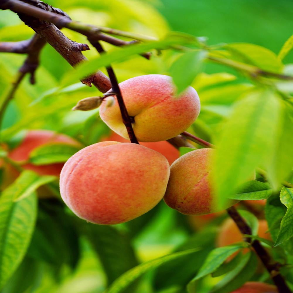 Expert Gardener 3-4 ft. Loring Peach Live Tree in 7-Gallon Grower Pot