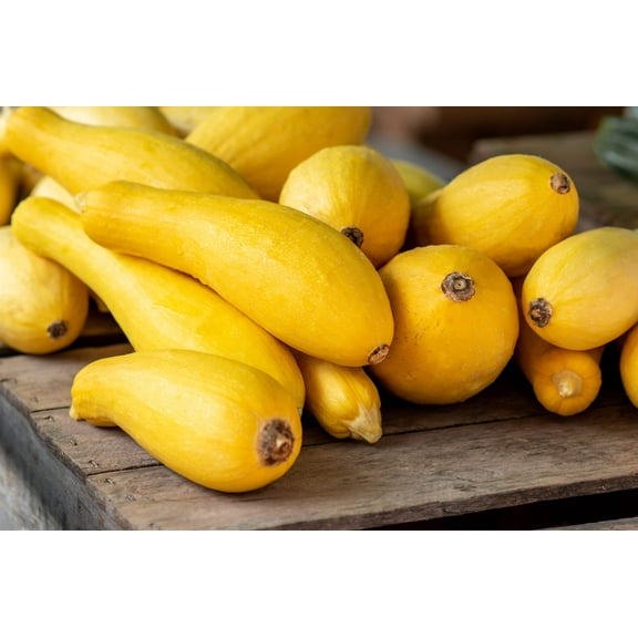 50 Seeds Early PROLIFIC STRAIGHTNECK SQUASH Yellow Summer Bush Heirloom