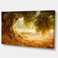 thumbnail image 2 of Beautiful Old Olive Tree - Large Landscape Canvas Art Print, 2 of 3
