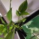 thumbnail image 5 of Soporte para plantas de acuario, soporte para plantas de acuario, 2 piezas, decoraciones para peceras para bambú de la suerte para narcisos (gancho largo, gancho corto), 5 of 5