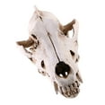 thumbnail image 1 of Taxidermy Crâne de Coyote en Résine Jackal Loup Enseignement Squelette 6, 1 of 8