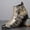 Golden, variant on Men's Snake Embossed Chelsea Boots, Gradient Color Pointed Toe Ankle Dress Boots with Medium Heel, Stylish High-Top Formal Shoes for Parties, Weddings & Office Wear