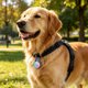 thumbnail image 4 of Collar con luz LED recargable para perros – Luz de seguridad USB para mascotas con clip, colgante para perros y gatos para paseos nocturnos., 4 of 6