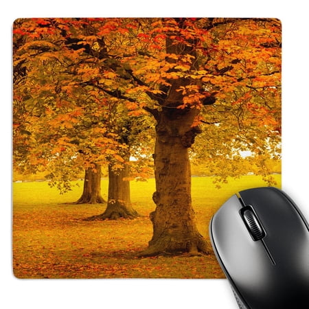 3dRose  Autumn Tree  MousePad price history on PriceWatchPro