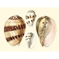 thumbnail image 3 of Vision Studio 18x15 Black Modern Framed Museum Art Print Titled - Splendid Shells VII, 3 of 5