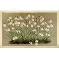 thumbnail image 2 of Anonymous 18x13 White Modern Wood Framed Museum Art Print Titled - Acis Autumnalis, 2 of 4