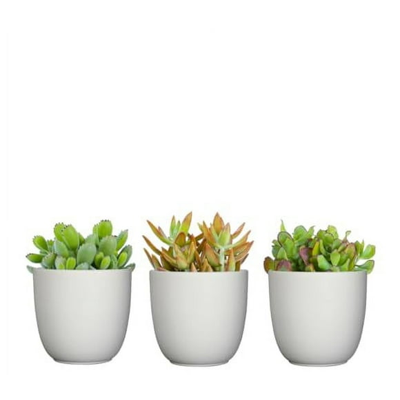 Plantsome Easy Care Succulent Trio in 4 inch White Ceramic Pots | Real Live Plants Succulents