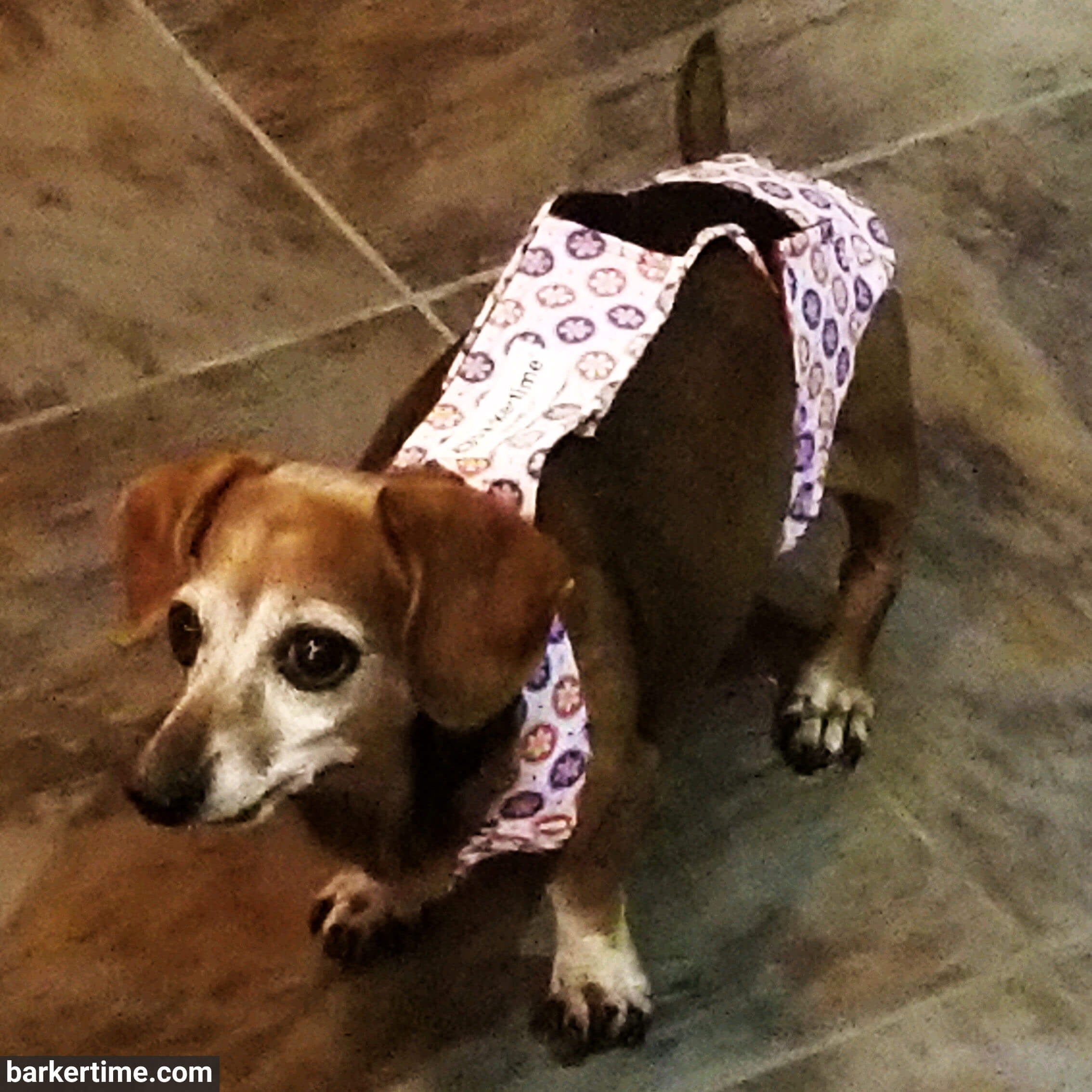 Barkertime Cherry Blossom on Blue Dog Diaper Overall