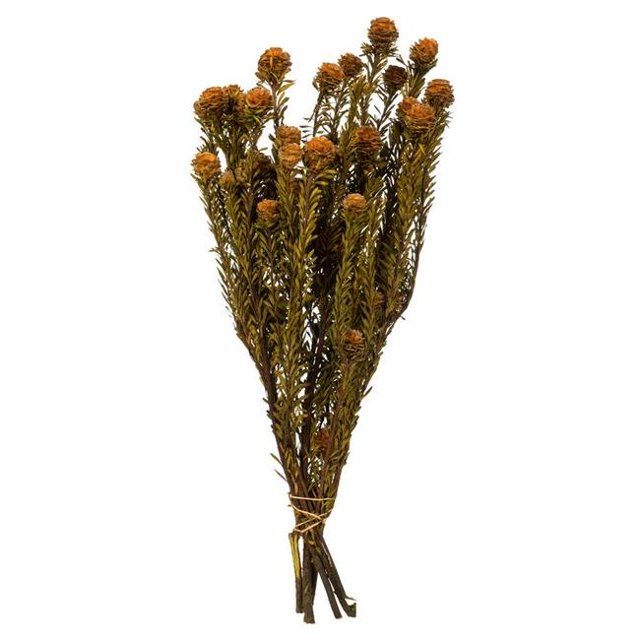 Vickerman H1TOF750 12-18 Po. Tortue d'Automne - Ensemble de 5-7 oz