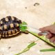 thumbnail image 4 of NUOLUX 2Ud Pinzas Luminiscentes Para Reptiles Herramienta Para Y Escorpiones, 4 of 6