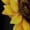 A468-3694, variant on Sunflower Black Background Spring Summer Dresses For Women Fashion Dress Casual Sleeveless Loose Sundress With Pockets