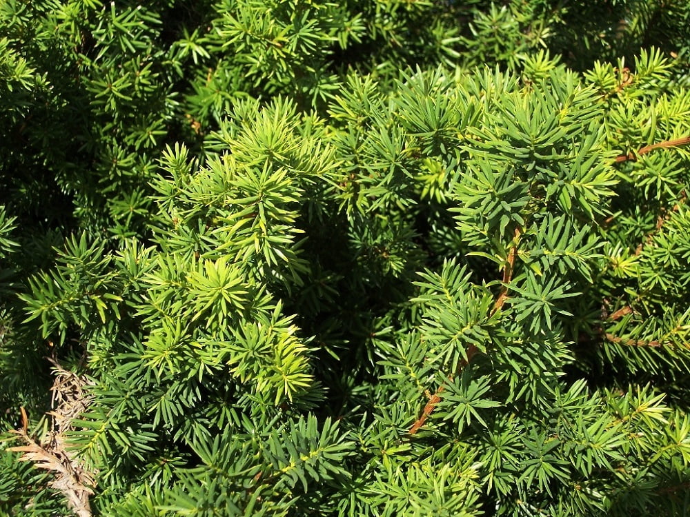 Dense Spreading Yew - 4