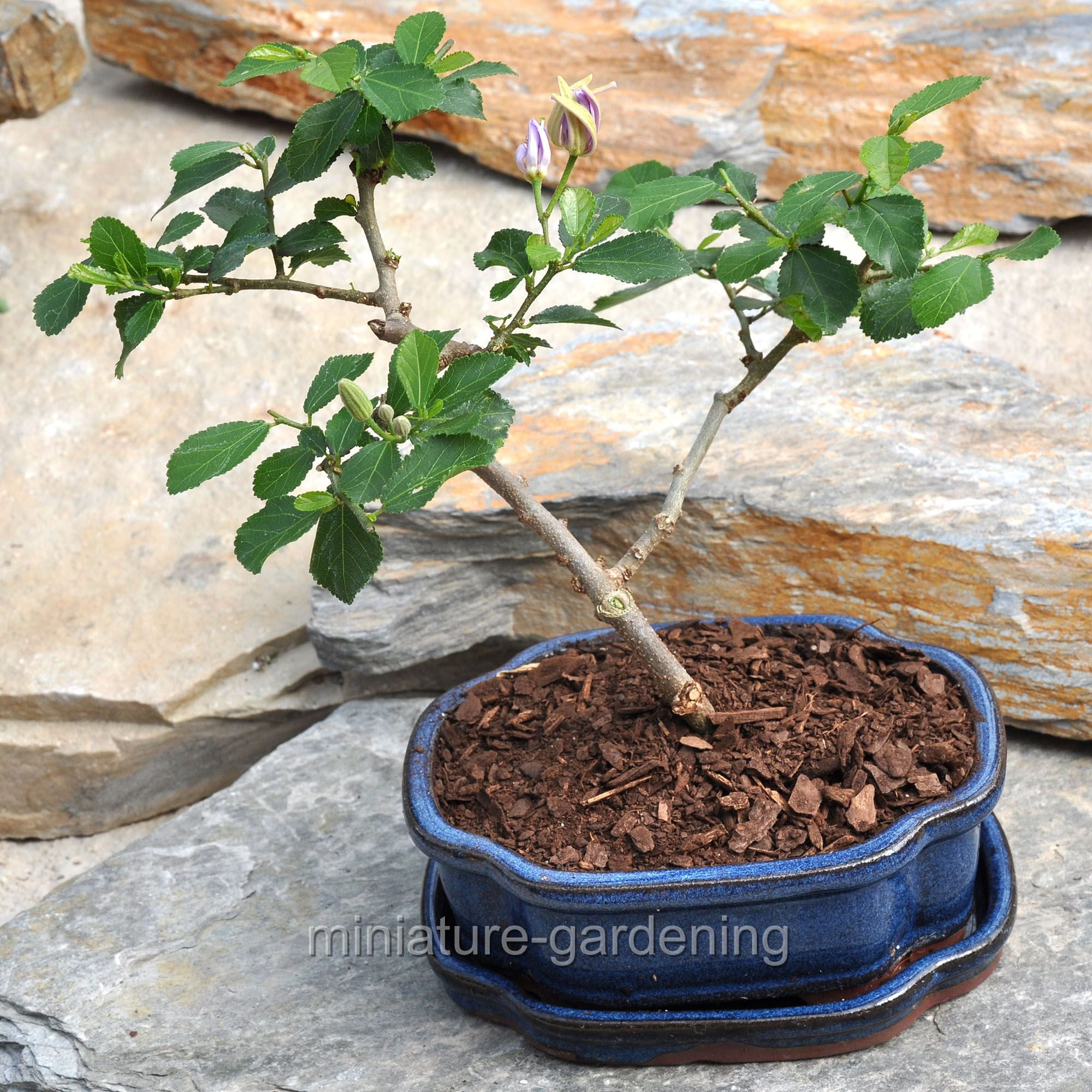 Grewia occidentalis, Bonsai Tree in Ceramic Pot with Saucer, Lavender