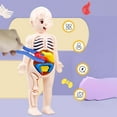 thumbnail image 3 of Esquirla Detachable 3D Human Body Torso Model Early Learning Toy for Demonstration Adults, 3 of 8